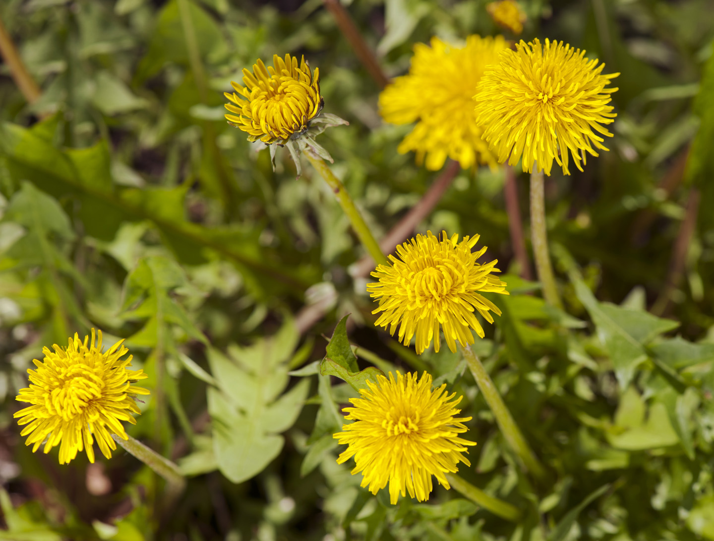 Managing-and-Preventing-Cancer-With-Phytotherapy