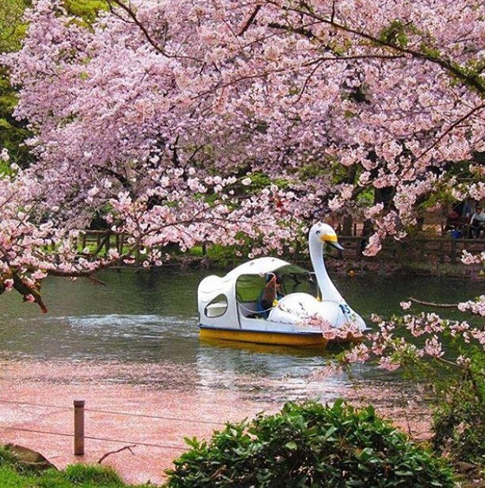 Swan Boat