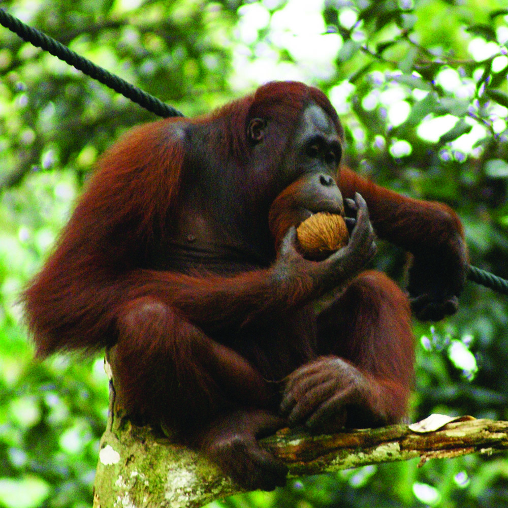 Orang Utan